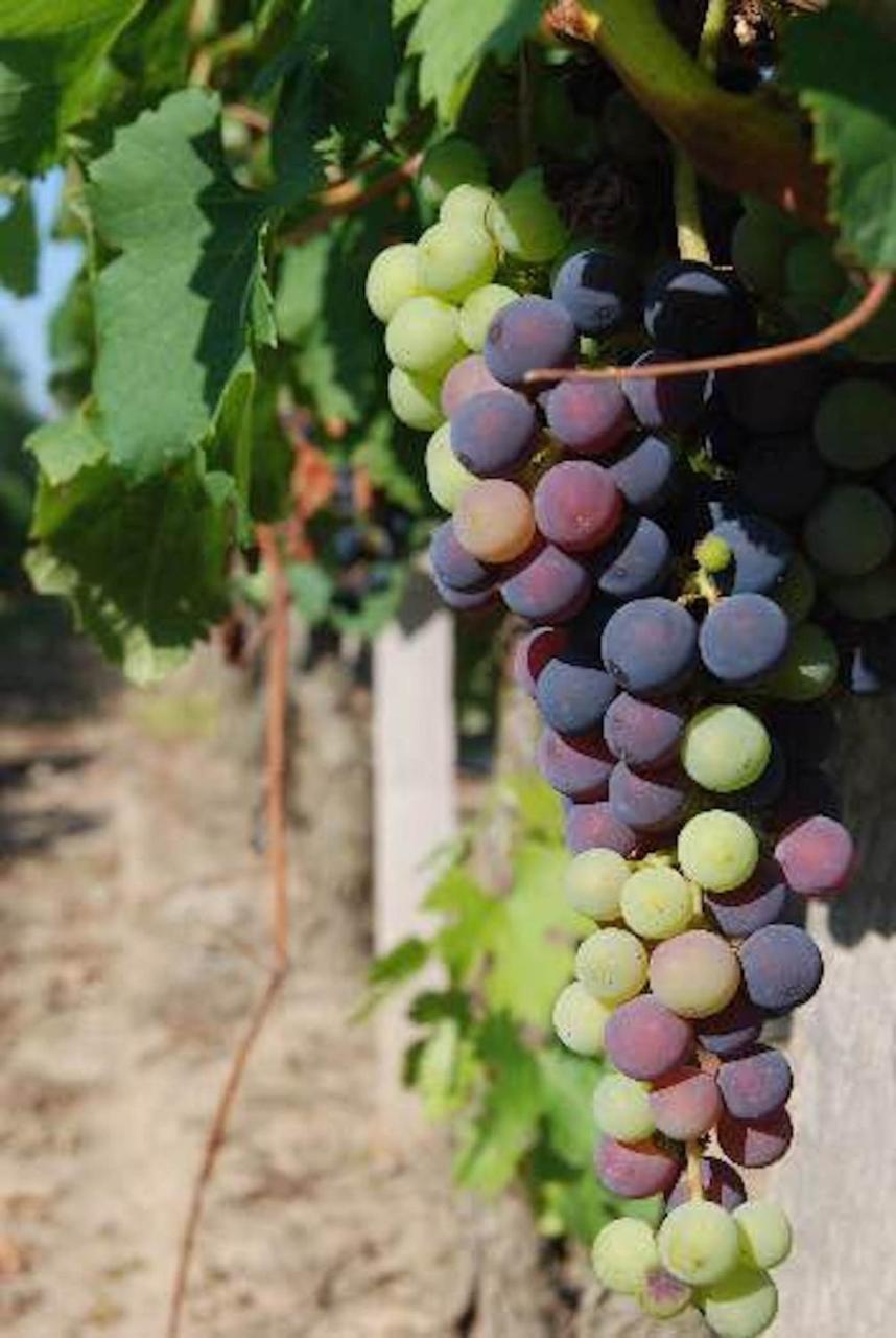 Fsp Chateau Julie Virsac Ngoại thất bức ảnh
